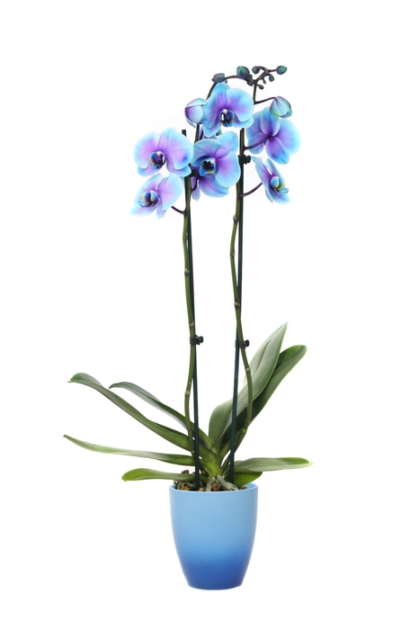 <h4>Change Blue Phal I Am Blue Lagoon 2T14+</h4>
