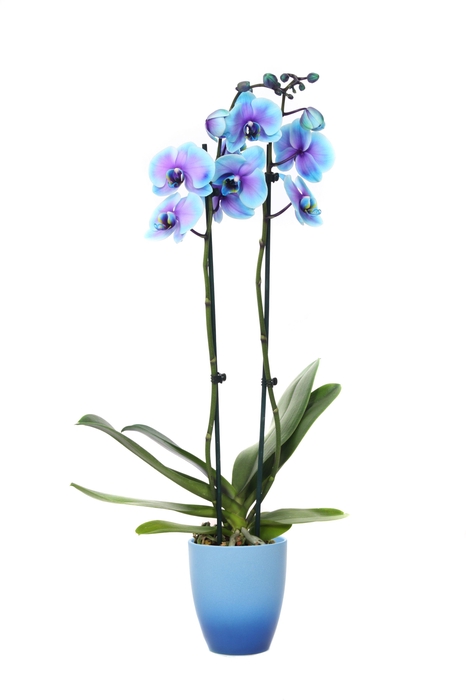 <h4>Change Blue Phal I Am Blue Lagoon 2T14+</h4>