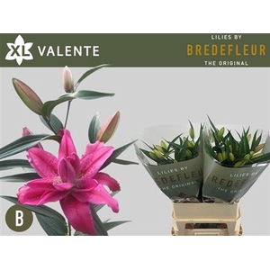 Li Or Du Valente