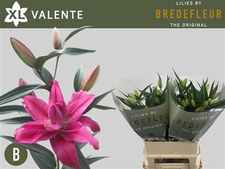 <h4>Li Or Du Valente</h4>