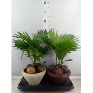 Livistona rotundifolia