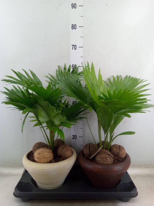 <h4>Livistona rotundifolia</h4>