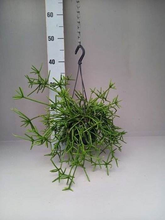 <h4>Rhipsalis</h4>