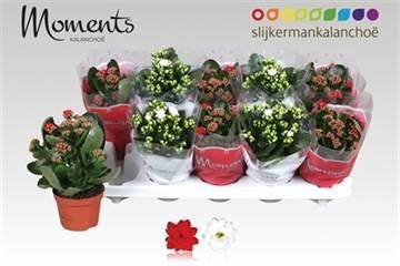 <h4>KAL GE GEM 2 KL</h4>