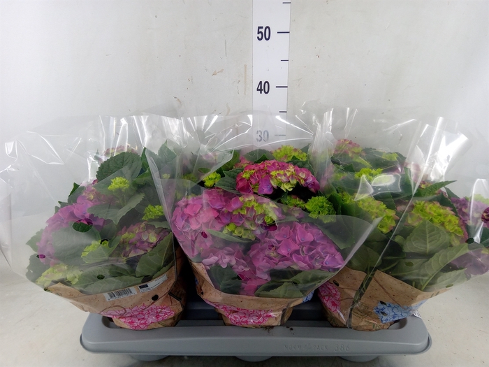<h4>Hydrangea mac. 'Ningbo'</h4>