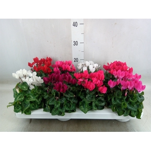 Cyclamen KL 'Compact'