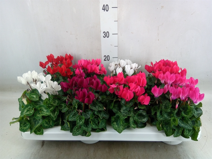 <h4>Cyclamen KL 'Compact'</h4>