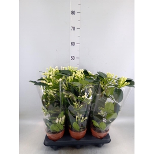 Stephanotis floribunda   ...