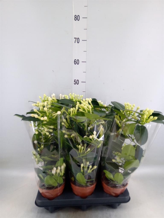 <h4>Stephanotis floribunda   ...</h4>