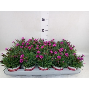 Dianthus  'Picture Perfect'