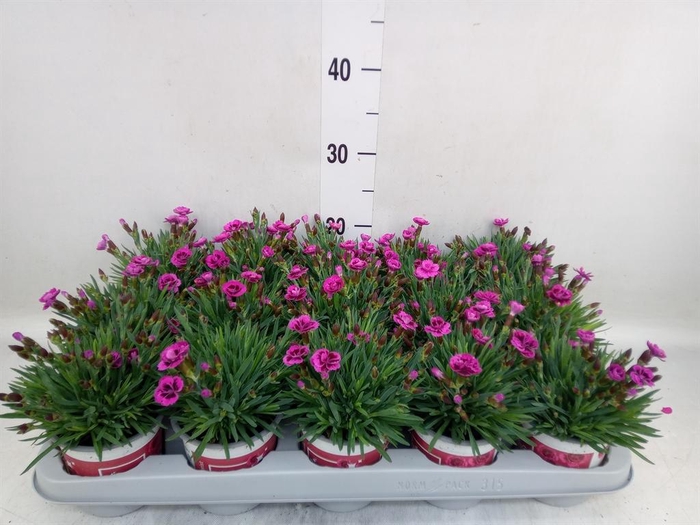 Dianthus  'Picture Perfect'