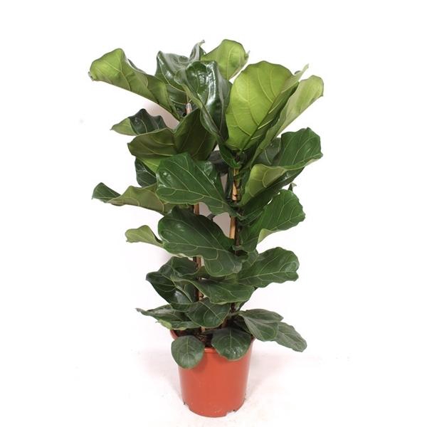 <h4>Ficus lyrata</h4>