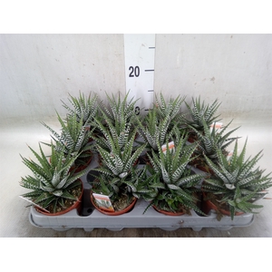 Haworthia fasciala 'Big Band'