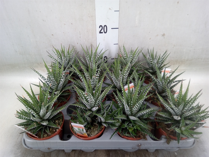 <h4>Haworthia fasciala 'Big Band'</h4>