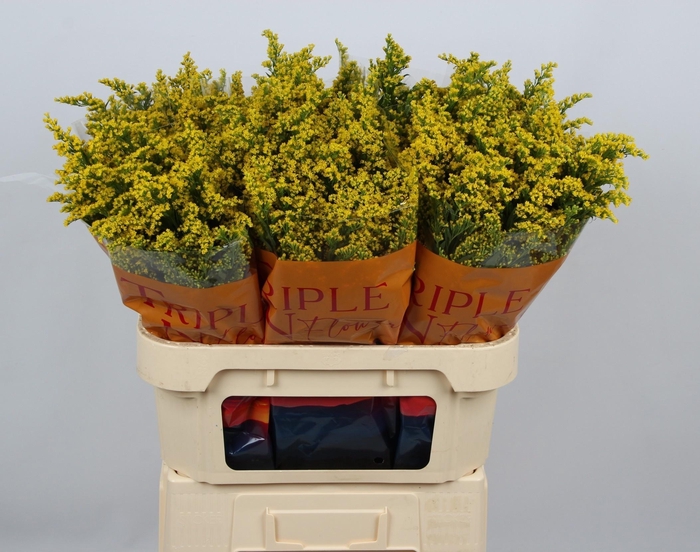 <h4>SOLI SUNNY GLORY</h4>