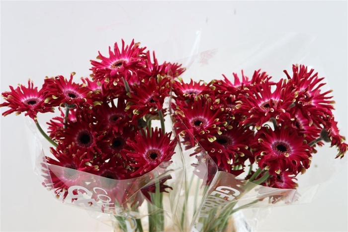 <h4>Ge Kv Pastini Vicenza</h4>