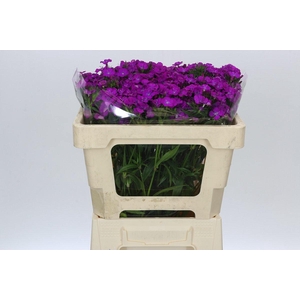 Dianthus Br Amazon Neon Cherry