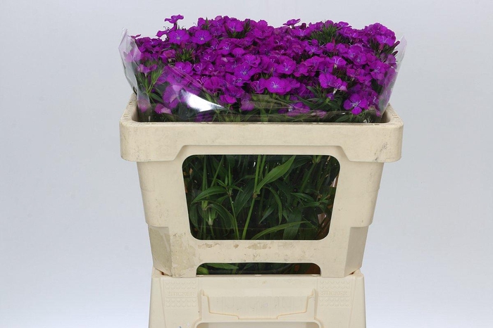 <h4>Dianthus Br Amazon Neon Cherry</h4>