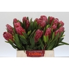 Protea Lancelot