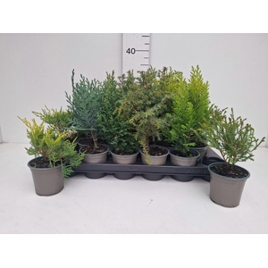 THUJA OV