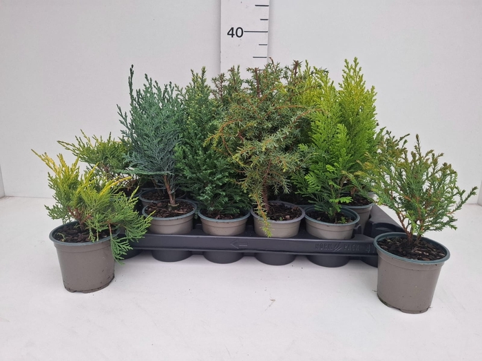 <h4>THUJA OV</h4>