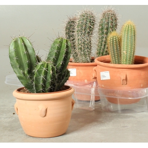 CACTUS OV