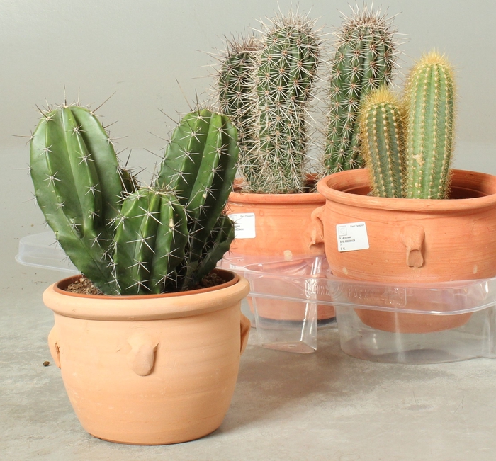 <h4>CACTUS OV</h4>