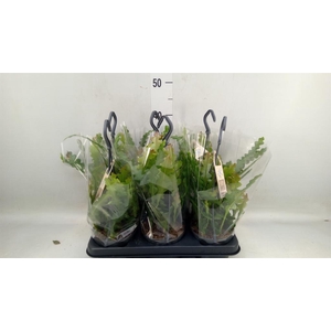 Epiphyllum anguliger