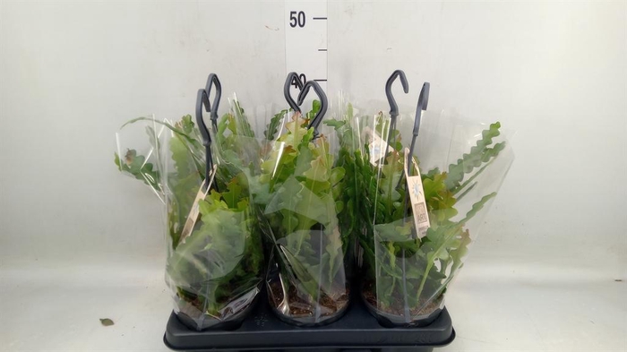 <h4>Epiphyllum anguliger</h4>