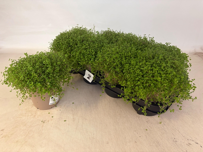 <h4>SOLEI SOL GROEN</h4>