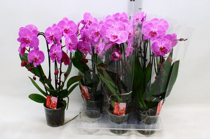 <h4>PHAL EL CASCADE</h4>