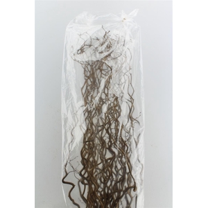 Corylus Av Contorta 120cm X40