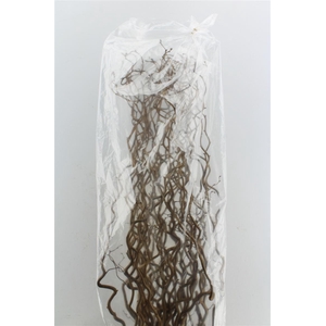 Corylus Av Contorta 120cm X40