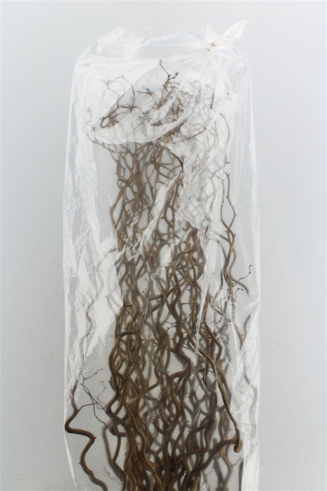 <h4>Corylus Av Contorta 120cm X40</h4>