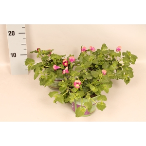 Torenia dark red