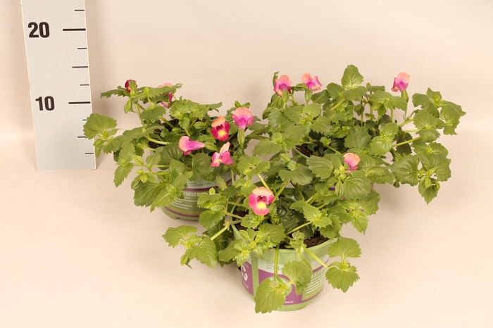 <h4>Torenia dark red</h4>