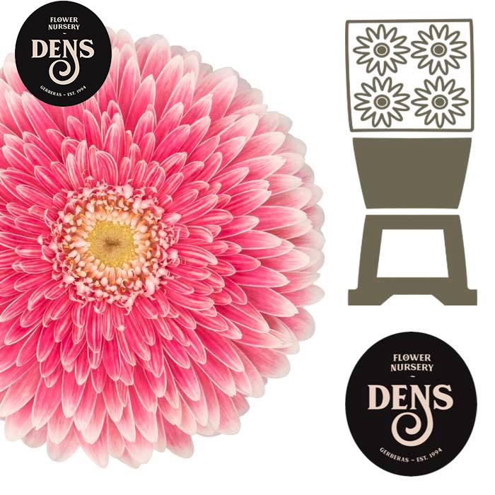 <h4>Gerbera Pomponi Power Ball Diamond</h4>