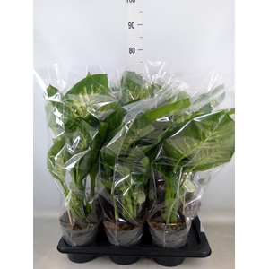 Dieffenbachia seg. 'Reeva'