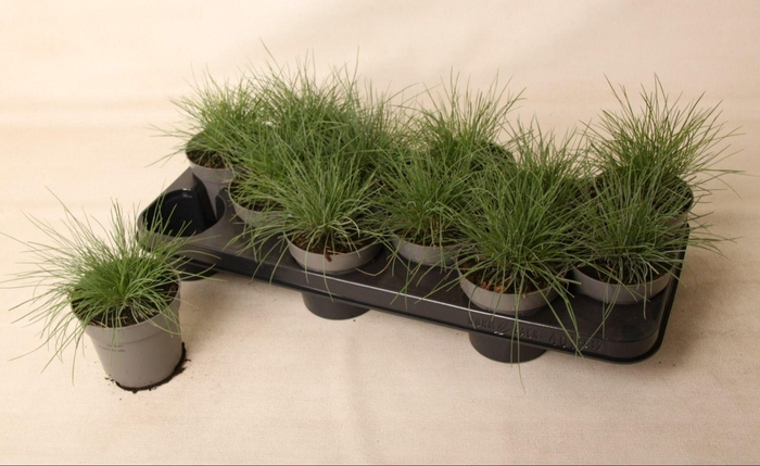 <h4>Festuca glauca 'Eisvogel'</h4>