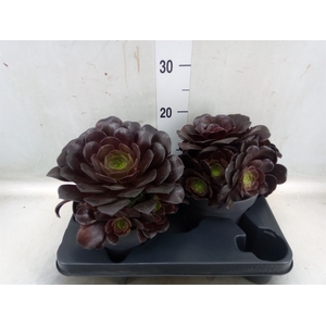 Aeonium arboreum 'Velours'