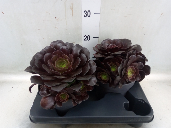 <h4>Aeonium arboreum 'Velours'</h4>