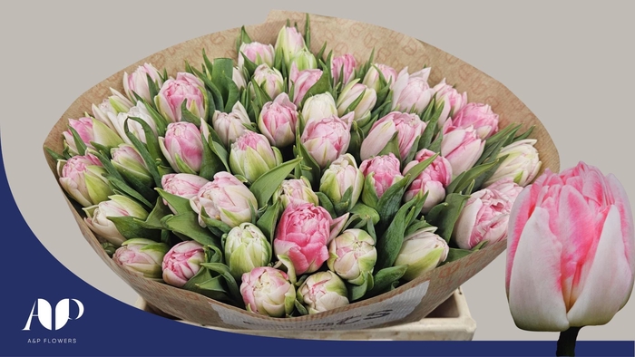 <h4>TU DU FOXTROT</h4>