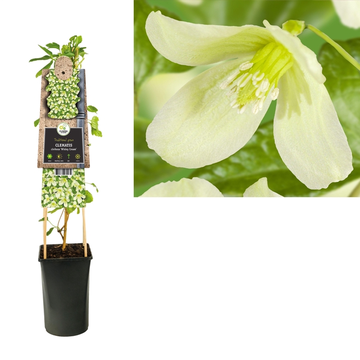 <h4>Clematis cirrhosa 'Wisley Cream' +3.0 label</h4>