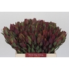 Leucadendron Senorita