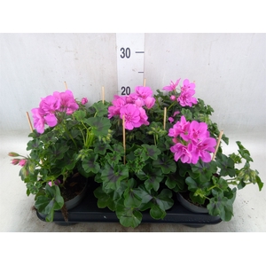 Pelargonium pelt.   ...