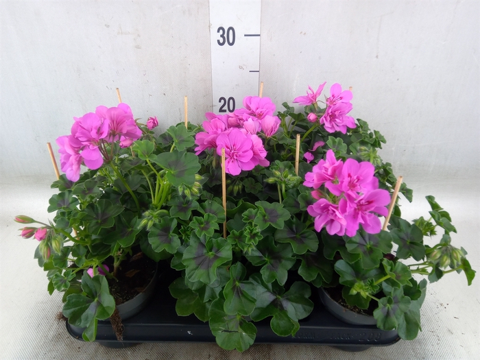 <h4>Pelargonium pelt.   ...</h4>