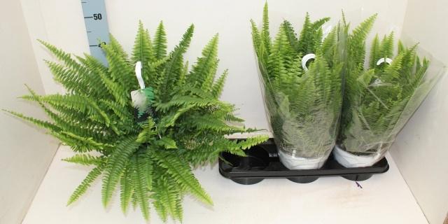 <h4>NEPHR EX SONATA</h4>