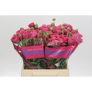 Ranunculus Romance Nohant Dark
