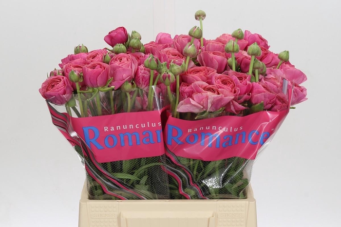 <h4>Ranunculus Romance Nohant Dark</h4>
