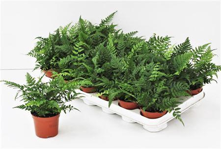 <h4>Athyrium Ov</h4>